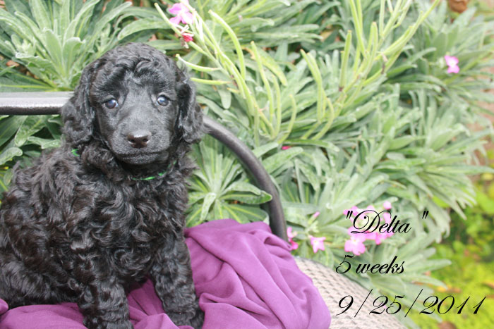 Delta could be shown by owner